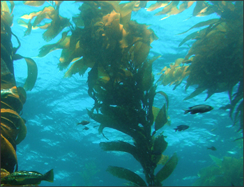 Kelp forest in Santa Barbara Channel.