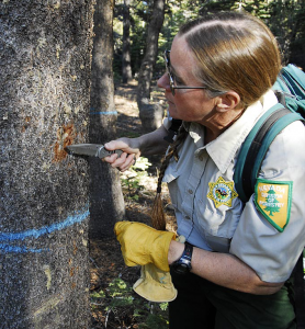 Forester showing pine beetle damage