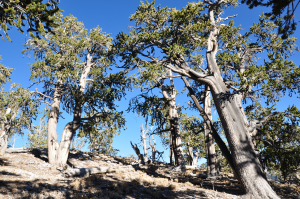 ridge-top bristlecone pine forest