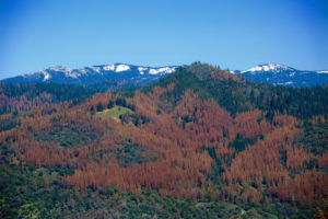 dead trees in the Sierra Nevadas