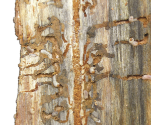 Beetle-damage tree