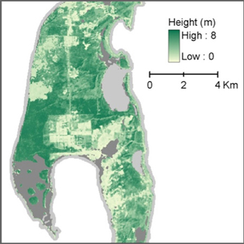 Height of trees derived from Landsat data