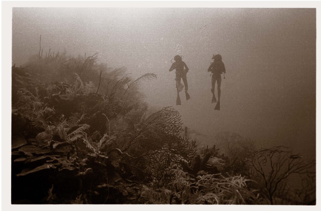 The Pinnacle III reef in Discovery Bay on north coast of Jamaica four days after its Sept. 16, 1972 discovery. The pinnacle reef rises some 110 feet from the seafloor. At the time of its discovery the reef was completely covered with corals and large tree-sized seafans. Credit: Phil Dustan.