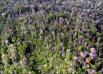 Amazon forest near Manaus, Brazil