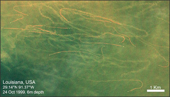 mudtrails from trawlers in the Gulf of Mexico