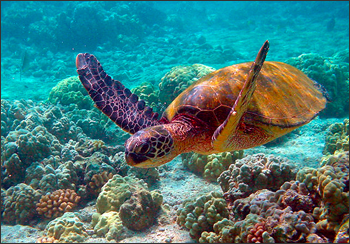 Green sea turtle. 