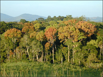 forest in Gabon, Africa