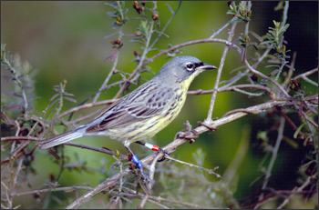 Kirtland's Warbler