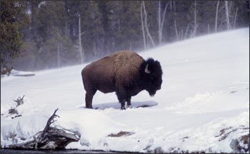 adult bison