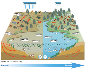 schematic show various nutrient pathways and their effects