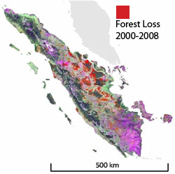 Forest cover loss in Sumatra between 2000-2008
