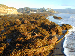 beached giant kelp