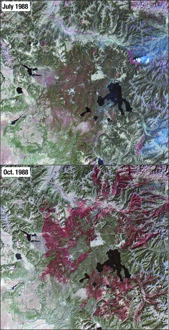 dramatic forest fires that occurred in and adjacent to Yellowstone National Park