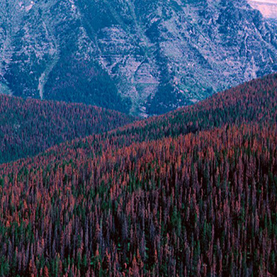 Pine Beatle damaged forest