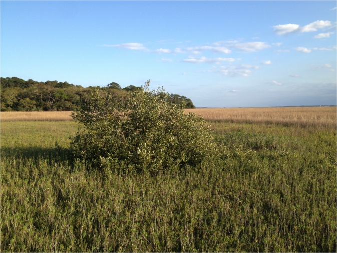  newly established black mangrove grows amid salt marsh plants north of St. Augustine, Florida