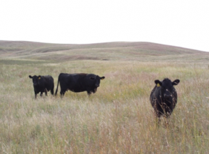 cattle grazing