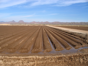 USDA image of irrigated fields in an arid area
