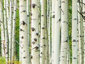 Aspen Tree Trunks