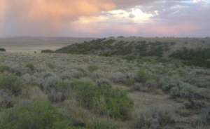 Sagebrush photo from USGS