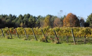Virginia wine country