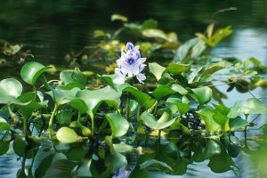 water hyacinth in bloom
