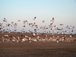 migrating birds