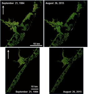 comparison of New Jersey marshes