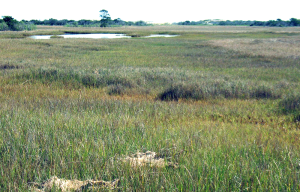 Assateague back-barrier marshes
