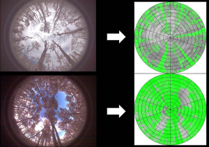 fisheye photo of tree canopy and their classification