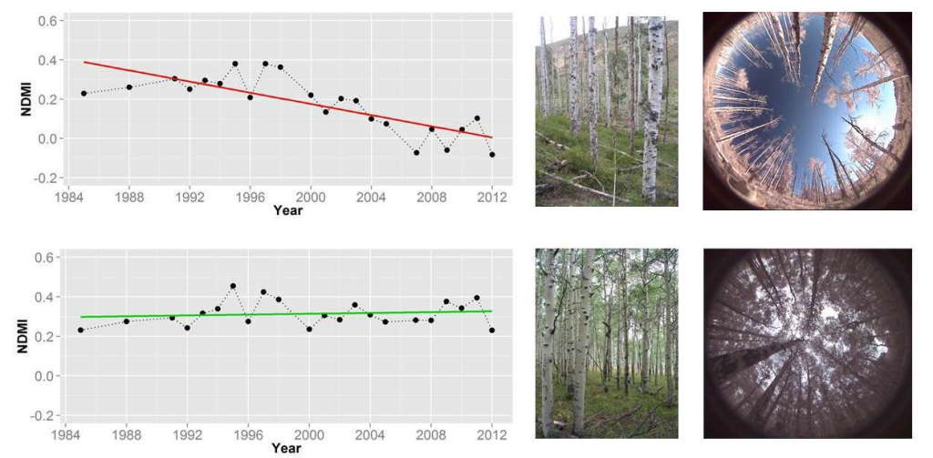 forest trends