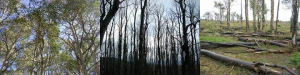 photo: live canopy, standing dead canopy, and downed trees