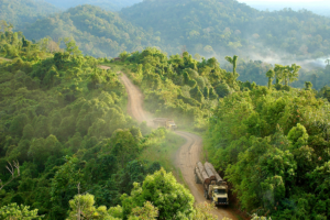 logging road in Kalimantan