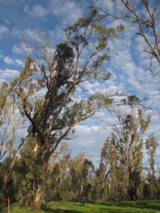 River Red Gums