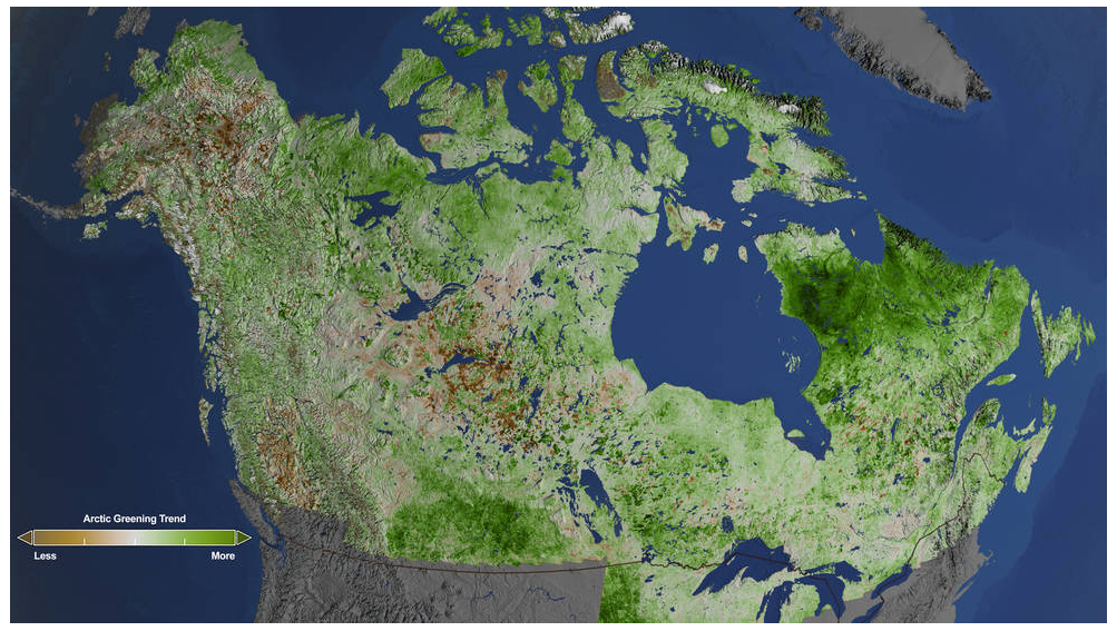 Arctic greening trend for North America