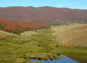 trees killed by pine beetles