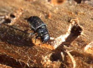 mountain pine beetle