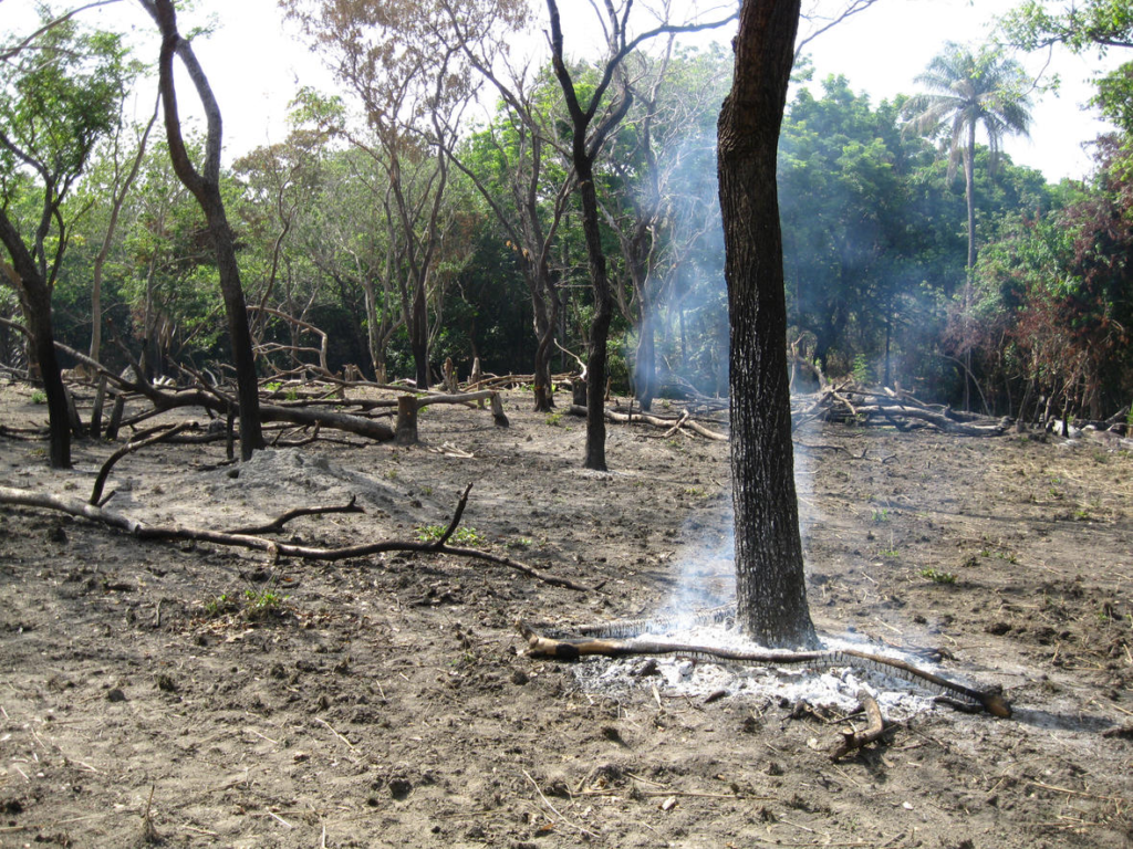 slash and burn deforestation