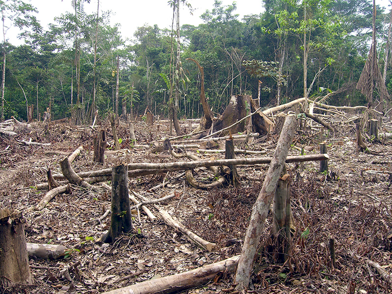 deforestation in the Columbian rainforest