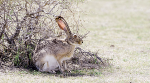 A wild Black-tailed Jackrabbit on the Colorado Plains.