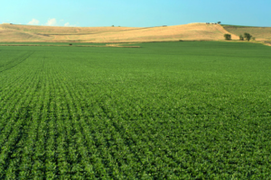 A soybean field in Nebraska