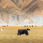 livestock, Pamir Mountains