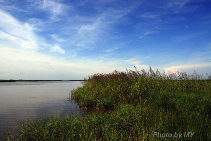 Louisiana coastal marshes