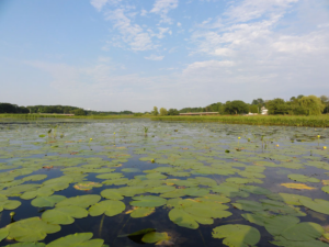 wetland