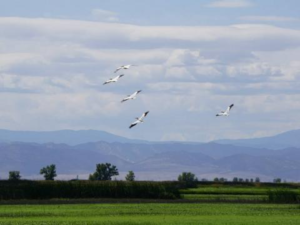 migratory birds at field site