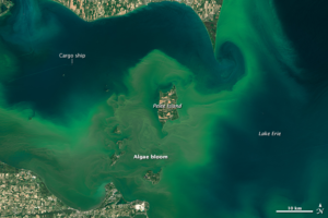 algal bloom in Lake Erie 2015