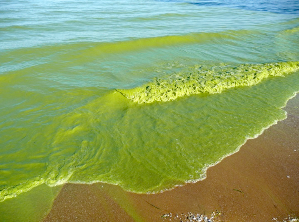 Photo of a 2009 algal bloom on the southeast shore of Pelee Island