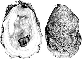 American Oyster