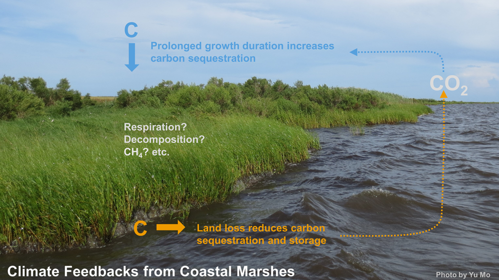 climate feedbacks from coastal marshes