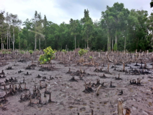 clearcut mangrove in Tanzania