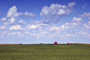 A soybean field in Illinois